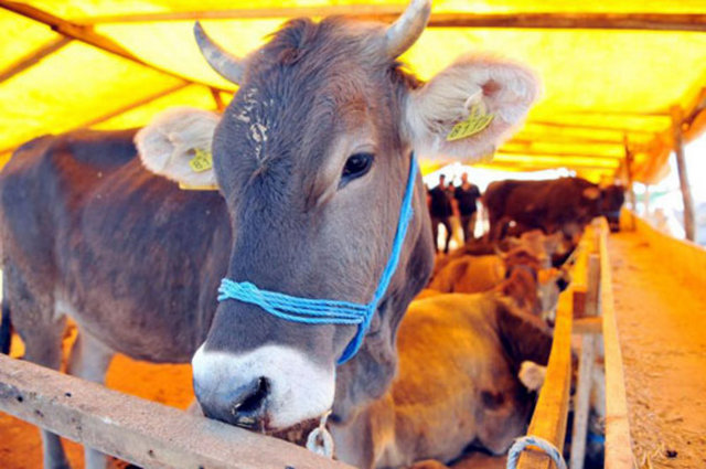 Koç, koyun ve keçinin bir, sığır ve manda cinsinden hayvanların iki, devenin de beş yaşını doldurmuş olması gerekir.