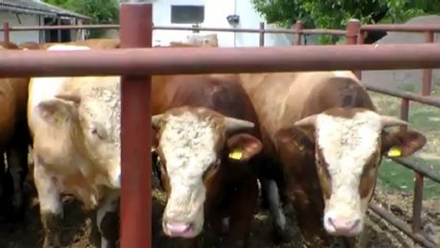 Herkes, beslediği kendi hayvanını kurban edebilir.