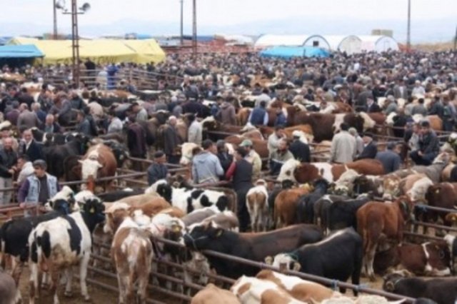 Enfeksiyon geçiren hayvanın tüyleri de birbirine karışır. Tüyleri düz ve parlak olan hayvanlar tercih edilmeli.