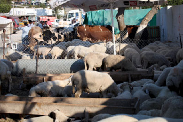 Dişi hayvan kesilmemesi, hayvan varlığının devamını sağlayacaktır.