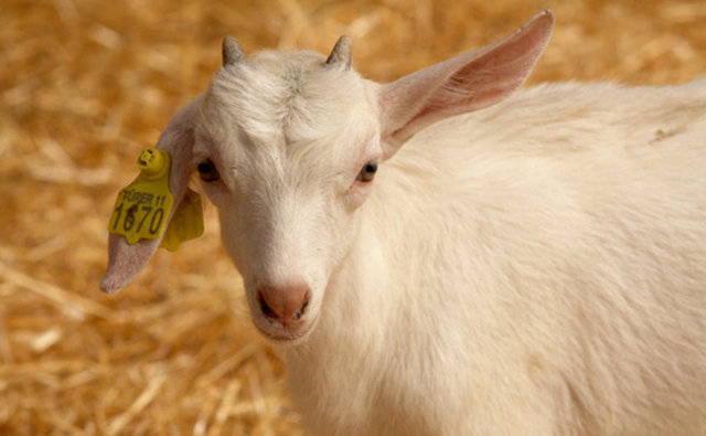 Başkasının koyununu gasp eden, çalan, kıymetini sonradan öderse, kurban etmesi caiz olur, çünkü, kıymeti ödenince, gasp ettiği zaman mülkü olur.