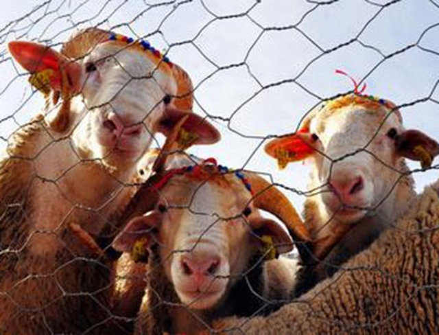 Topallık gibi fiziki bir sakatlığı olmamalı.