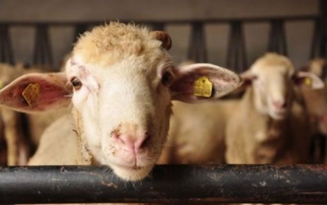 Eşit para verip, 3 kişi, 3 koyun alsa, kesmeden önce, diye paylaşmak caizdir.