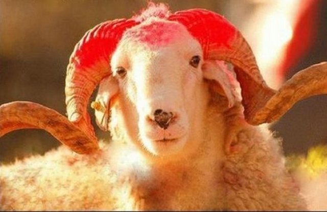 Gözleri mat renginde olmamalı parlak olmalı. Mat renkli gözler hayvanın gözlerinde bir enfeksiyon olduğuna işarettir.