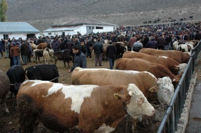 Peki Kurban alırken dinen nelere dikkat etmeliyiz?