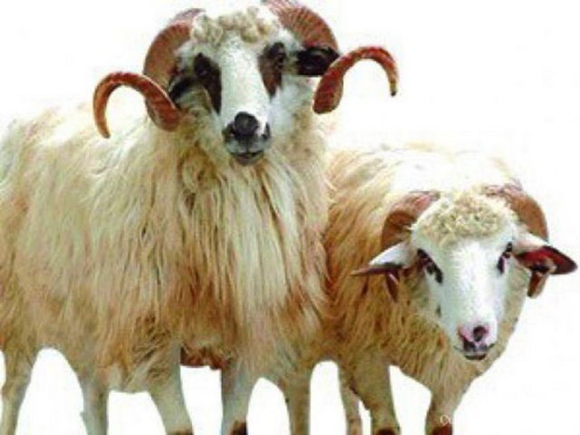 Zenginin kurbanı bayramdan önce doğurursa, yavrusunu kesmesi gerekmez.