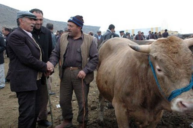 Hayvanın kuyruğu ne uzun ne de kısa olmalı.