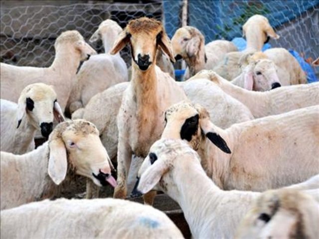 Kurban pazarlarına akın eden vatandaşlar kurbanlıklarını seçerken  nelere dikkat etmeli? İşte uzmanlardan kurban uyarıları