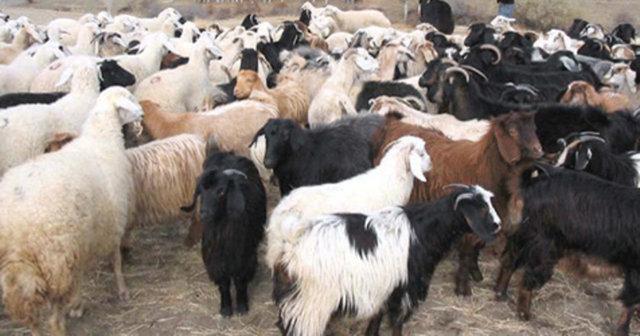 İyi bir kurban arkadan bakıldığında kare, üçgen şeklinde değil, küp şeklinde görünmelidir. Kare ve üçgen şeklinde görülen hayvanlar genelde zayıf ve sağlıksız hayvanlardır. Hayvanın vücut ağırlığının yüzde 20'si kemiktir. Zayıf hayvan kemikten ibarettir.