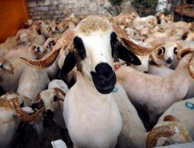 Koyun ve inek dişi hayvan kesilecekse mutlaka gebe olup olmadığına bakılmalı, gebe hayvanlar kurban edilmemeli.