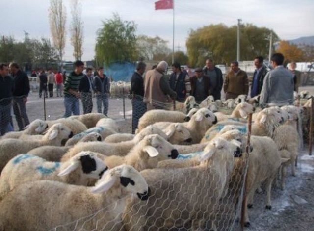 Kurbanlık hayvanın burnunun merme (üst) kısmı kuru ve çatlak olmamalı. Nemli ve parlak olmalı.