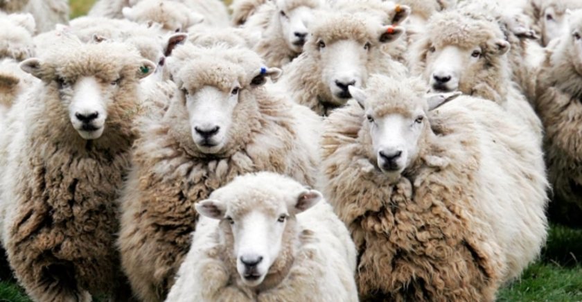 Koyun ve dana eti arasındaki 8 fark, iyi kurban eti nasıl olmalı