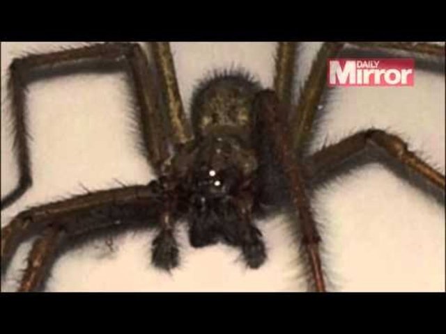 Olay hakkında konuşan Dylan Thomas "Örümcek bir kibrit başından biraz daha büyüktü. Hala olayın şaşkınlığı içindeyim" açıklamalarında bulundu.