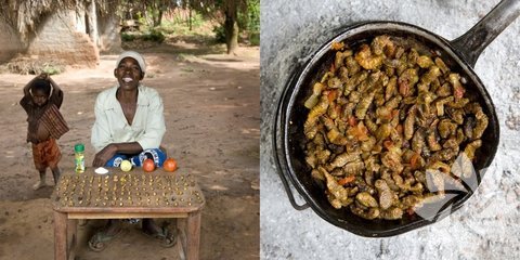 Malavi: Domates soslu tırtıl