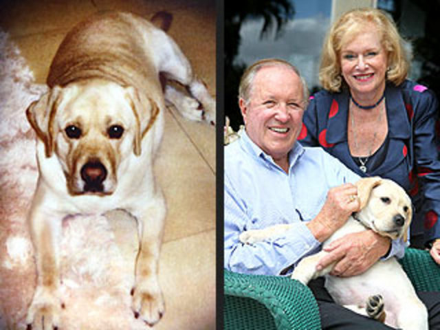 Lancelot: Fiyatı: 155.000, Lancelot köpeğin ismi. Lancelot'u bu kadar değerli yapan şey onun cinsi değil, o sadece "Lancelot" olduğu için değerli.