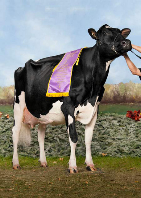 Missy: Fiyatı: 1,200,000$, Missy 3 yaşında Holstein cinsi bir inektir. Missy şuana kadar satılan en pahalı inek ünvanına sahiptir.