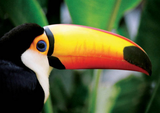 Tukanlar isimlerini kendi çığlıklarından almışlardır, çıkardıkları ses kulağa "Tukano" gibi geldiğinden, onlara Tukan ismi verilmiştir.