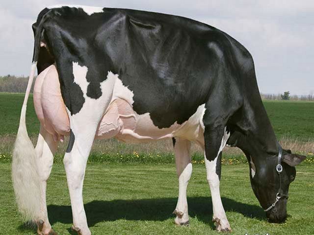 Missy 2009 yılında düzenlenen Ulusal Batı Kış Show'unda en yetenekli inek seçilmişti, iyi eğitim almış olması ve yapılan showlara kolaylıkla uyum sağlaması onu Canada'da 1.2 milyon $'a alıcı bulmasını sağladı.