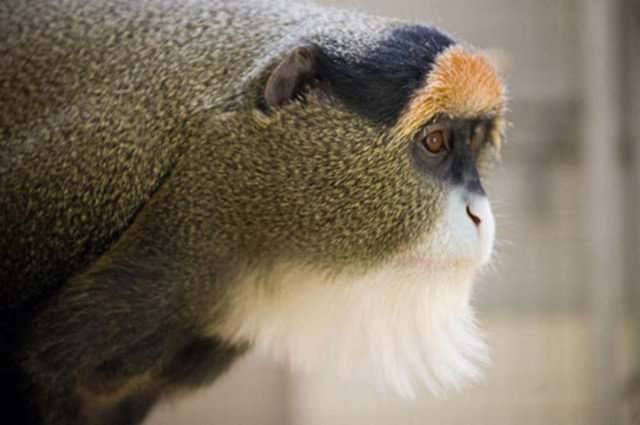 Sulak ve ıslak yerlerde saklanmayı sevdiği için yerel halk ona "bataklık maymunu" adını vermiştir.