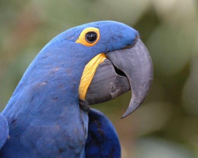 Ayrıca oldukça pahalı olduklarından yasadışı ticareti yapılmaktadır.