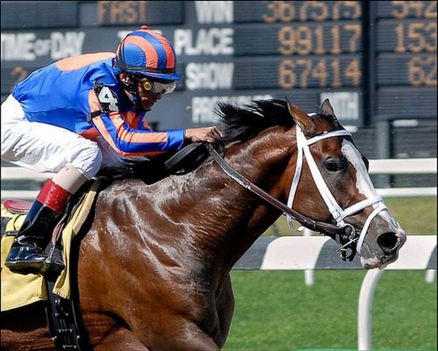 Ondan beklentiler büyüktü, ama Green Monkey ondan beklenileni gerçekleştiremedi. Hiç yarış kazanamayan "Green Monkey" 2008 yılında yarışlardan alınarak, emekli edildi.