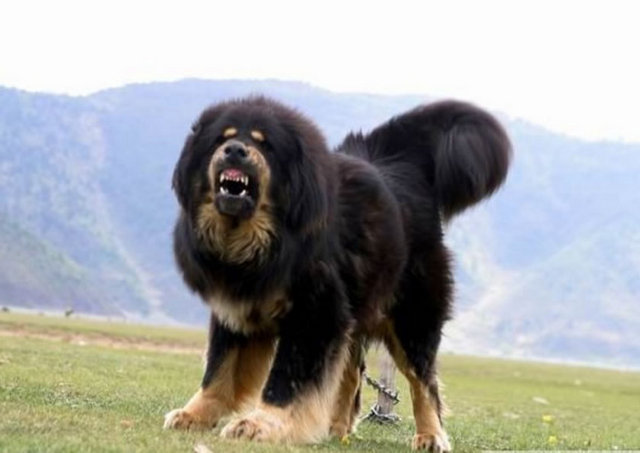 Tibetli Mastiff köpekleri 90-110 kg ağırlığında , boyları ise 70-80 cm 'dir. Tibet'te yaşayan Mastiffler vahşi ve saldırgandırlar ancak İngilizlerin yetiştirdiği Mastiff Köpekleri itaatkar ve kolay eğitile bilenlerdendir.