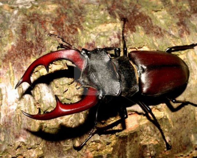 Makaslı Böcek: Fiyatı: 89.000, çekirgeye benzeyen uzun ayaklı bir böcektir.