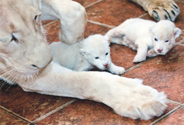 Dünya'da sadece 300 tane beyaz aslan bulunuyor. Masmavi gözleri, beyaz yelesi ve beyaz tüyleriyle dünya'da görebileceğiniz en güzel canlılardan biri.