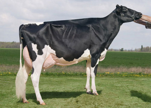 Peki Missy'i bu kadar özel kılan şey nedir?