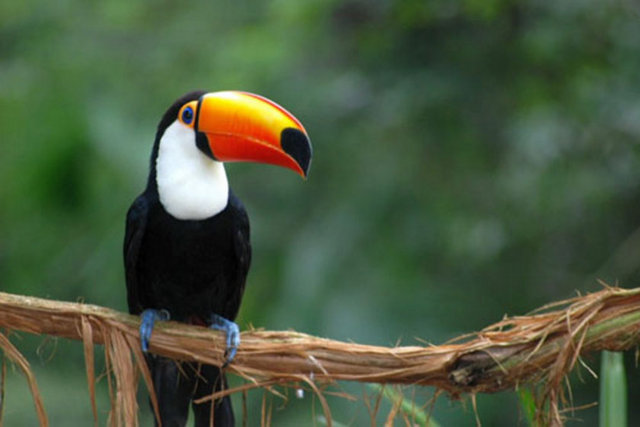 Tukan kuşlarının tam 37 türü bulunur ve bunlardan en uzun türlüsü olanın boyu yaklaşık 57-58 cm'dir. Tukanlar çok kolay evcilleştirilebilir ve eğlenceli hayvanlardır.