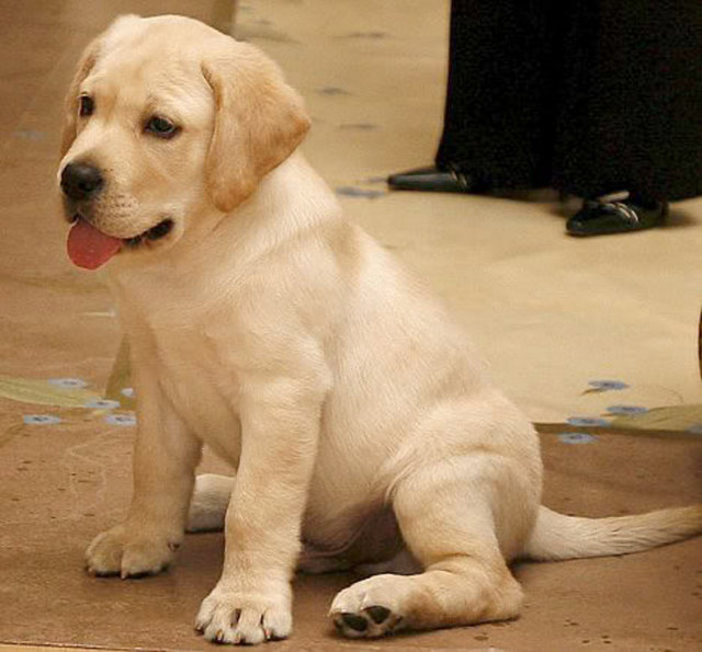 Köpekleri ölünce, onun DNA'sını dondurtan çift bu şekilde köpeklerine ilginç bir şekilde tekrar kavuşmuş oldular.