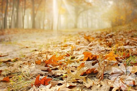 Önce kızaran sonra sararıp dökülen yapraklar...