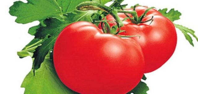 İri, yaz domatesleri