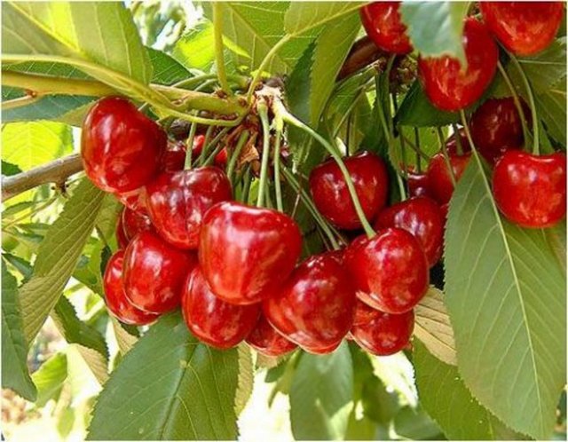 Meyveleri kıvamına gelmiş kiraz ağacı