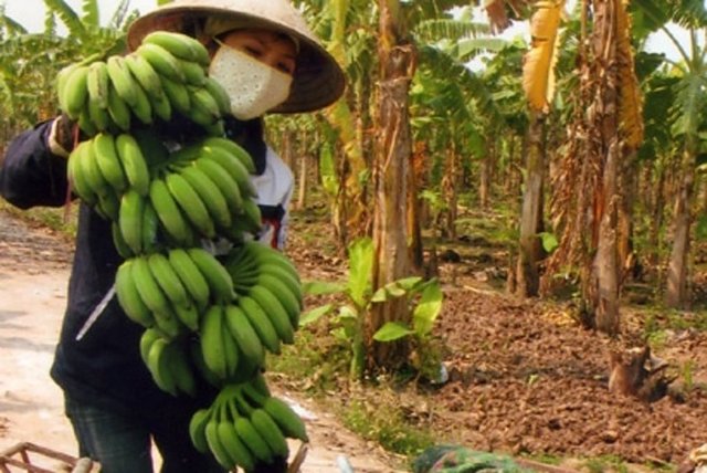Vietnam'da öğrenciler muz yemiyor. Çünkü, muz kelimesi ve başarısızlık kelimesi Vietnam dilinde eş sesli.
