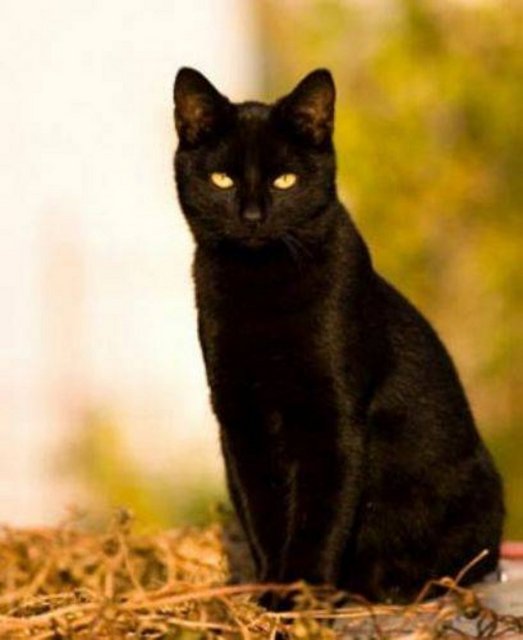 Tavşan, tilki ve kara kedi yolu keserse uğursuzluk gelir.