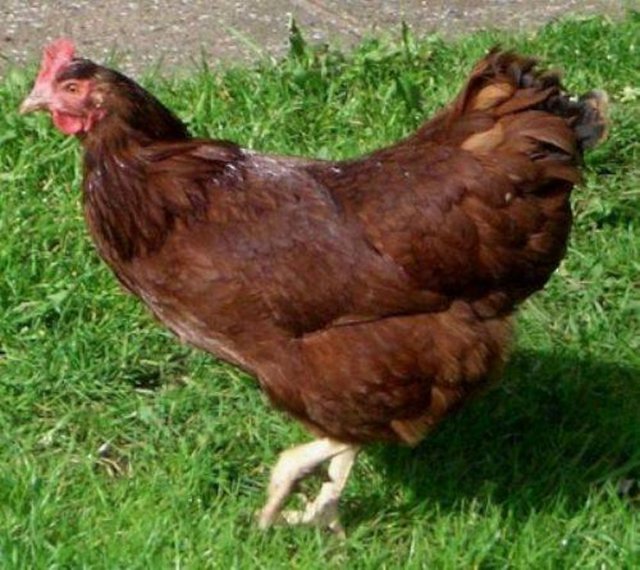 Türbelerde tavuk kesmek