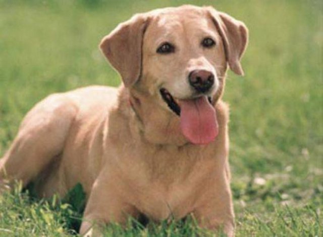 Akşam ve yatsı ezanları okunurken köpek ulursa o civarda biri ölür.