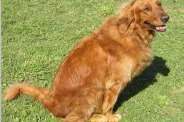 Köpeğin havlamasından mana çıkarmak.