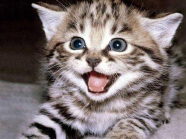 Kedi ve köpeğin yolda yürüyen bir kişinin önünden geçmesi uğursuzlukmuş.