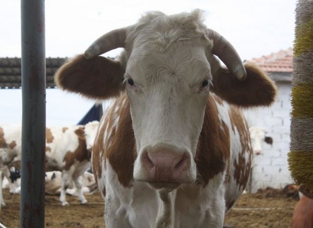 - Eti fazla kaçırdıysanız yemekten sonra bol sıcak su ve bitki çayı içmek rahatlatır.