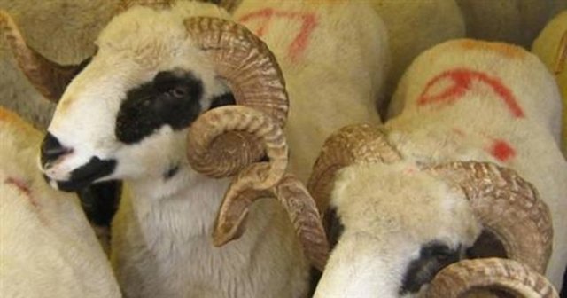 - Kolesterol, şişmanlık, gut, kabızlık, şeker gibi problemleriniz varsa fazla miktarda kırmızı et yememenizde yarar var.