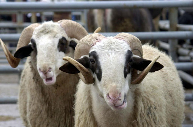 - Taze eti pişirirken defne ya da biberiyeyle tatlandırırsanız hem hazmı kolaylaşır hem de hijyen açısından daha uygun olur.