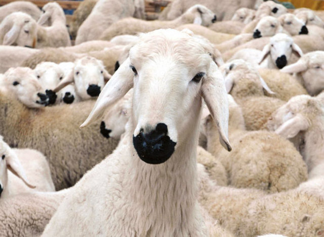 - Et hazmı kolay bir gıda olmadığından mutlaka yavaş yavaş çiğneyin.