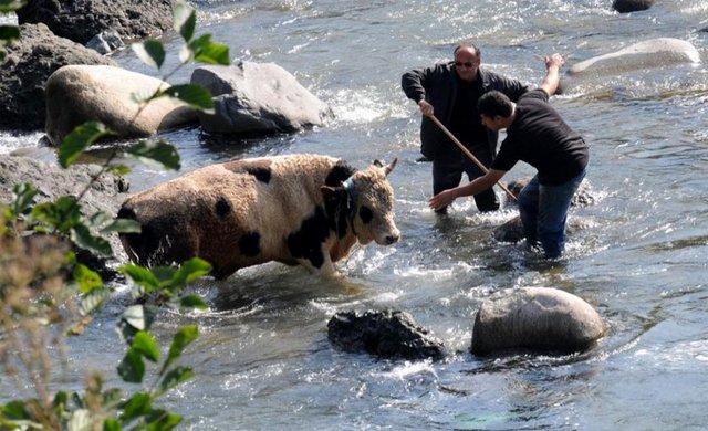 Dereye kaçan boğayı çıkarmak kolay olmadı.