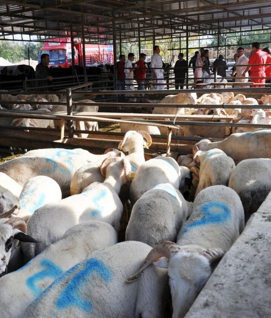 Kurbanlıklar belediyelerin gösterdiği yerlerde satılıyor.