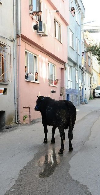 Mahalleli ilgiyle izledi.