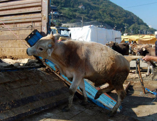 Erzurum'un Şenkaya İlçesi'nde kurban keserken kalp krizi geçiren 77 yaşındaki Kamil Uğraş, kaldırıldığı hastanede yaşamını yitirdi. Çorum'da 64 yaşındaki Hasan Hüseyin Emençe, birlikte kurban olarak büyükbaş hayvan kesmek üzere anlaştığı grubun kendisini çıkardıklarını söylemesi üzerine ortaklarıyla tartışırken kalp krizi geçirdi. Hastaneye kaldırılan Emençe, doktorların tüm çabasına karşın hayatını kaybetti.