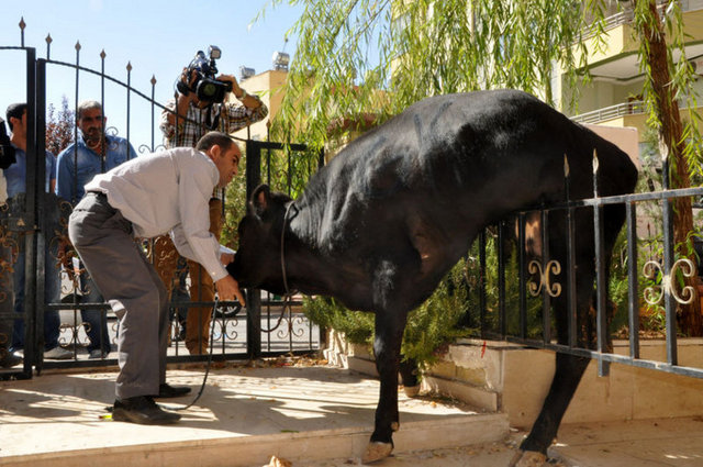 Korkunç! Şanlıurfa'da sahibinin elinden kaçan boğa, sıkıştırıldığı apartmanın önündeki korkuluk demirlerine saplanarak yaralandı.