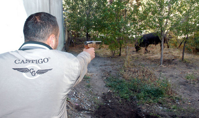 Erzurum'un Yakutiye ilçesinde ipini kopartarak kaçan boğa, belediyenin "Kurban yakalama timi" tarafından bir evin bahçesinde sıkıştırılarak yakalandı.